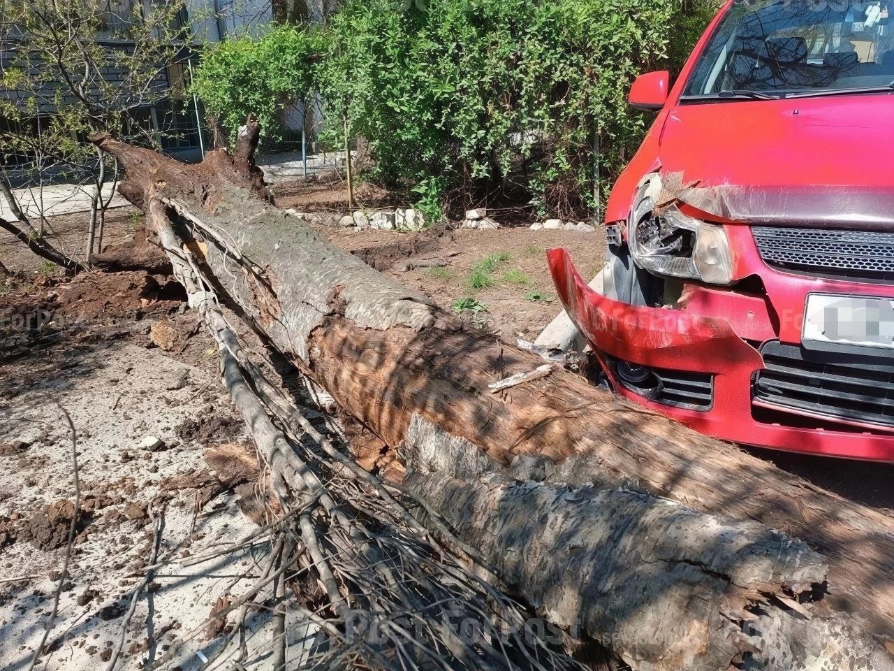 Дерево повредило машины Прокуратура Севастополя