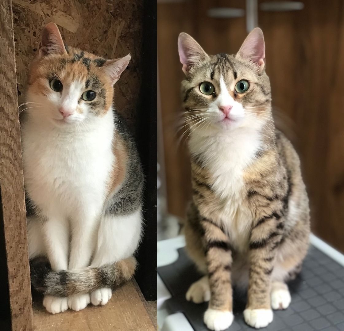 Коллаж из фото Из архива Е. Воиновой