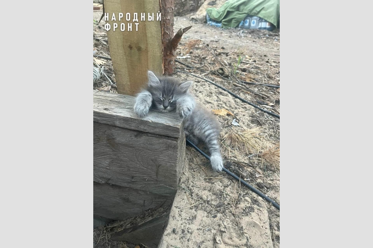 Дымок создает позитив на передовой Народный фронт Крыма