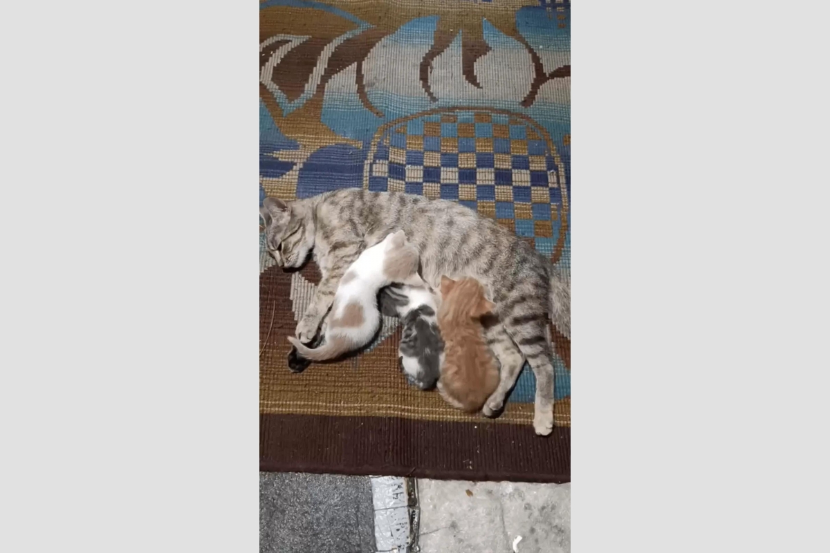 Кошка стала мамой Народный фронт Крыма
