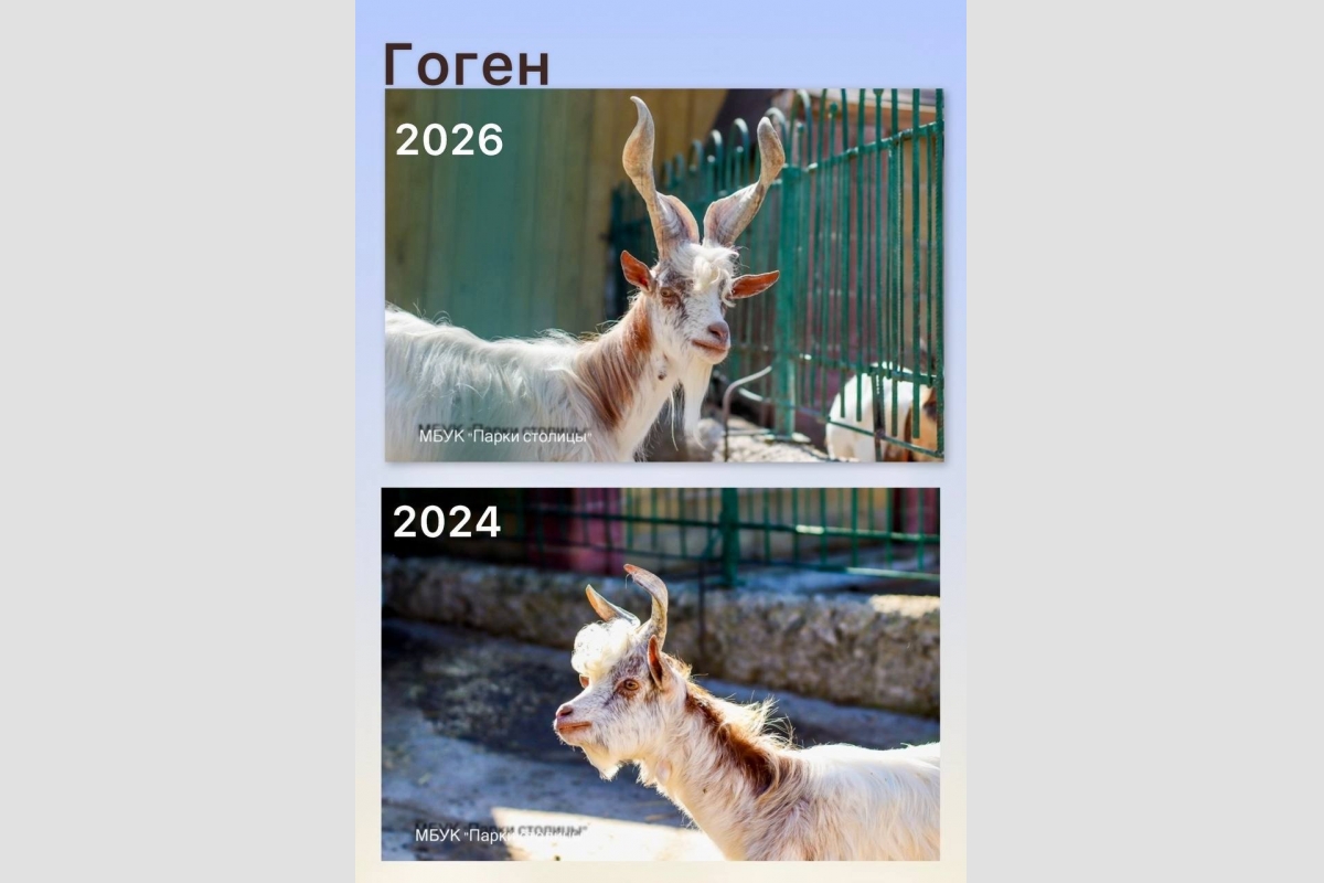 Коллаж из фото МБУК &quotПарки столицы&quot
