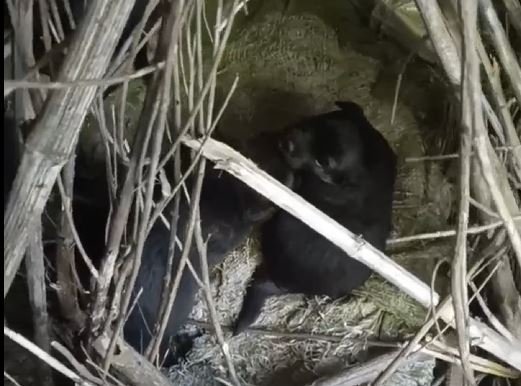 Кадр из видео Народный фронт Крыма
